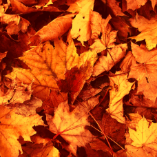 Autumn Term 2026 - Beginners Lyrical Course Autumn Term 2026 - Beginners Lyrical Course